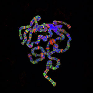 malepolytenechromosome